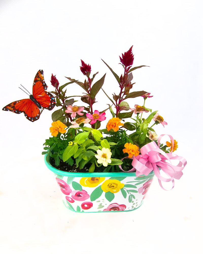 Mom's Mini Garden ...